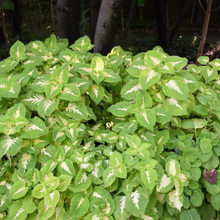 Coleus Kong Jr  Green Halo - View 4 from www redcrocus com