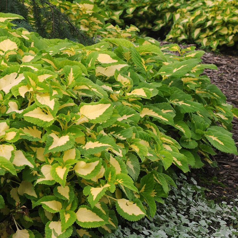 Coleus Kong Jr  Green Halo - View 5 from www redcrocus com
