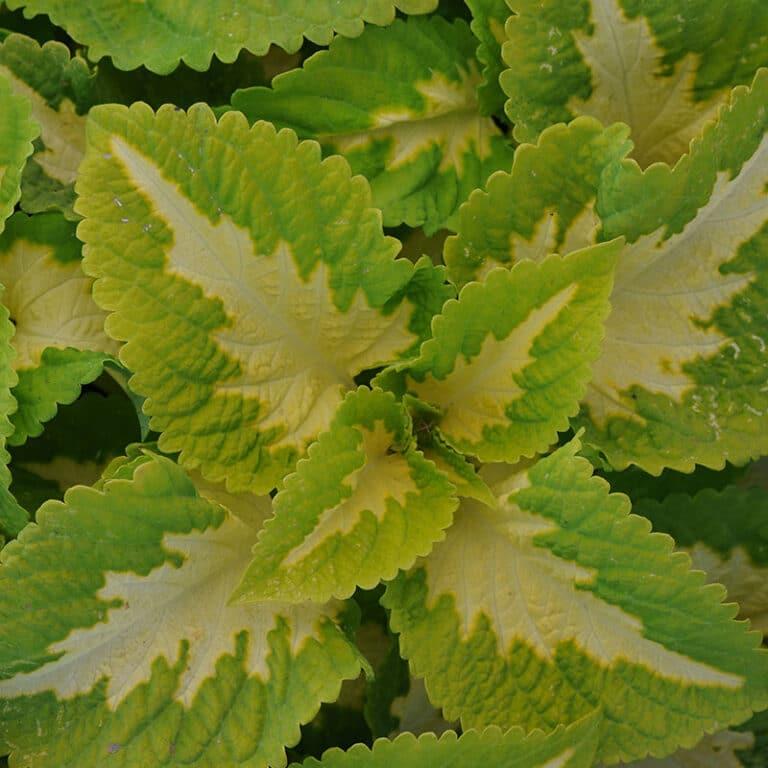 Coleus Kong Jr  Green Halo - View 6 from www redcrocus com