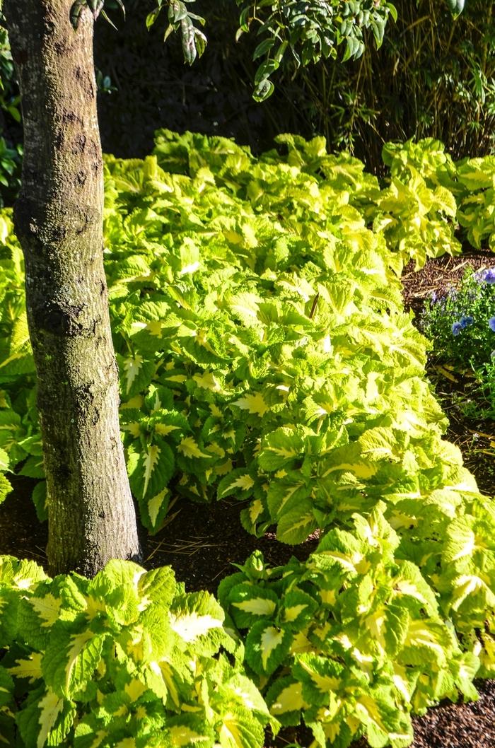 Coleus Kong Jr  Green Halo - View 7 from www redcrocus com