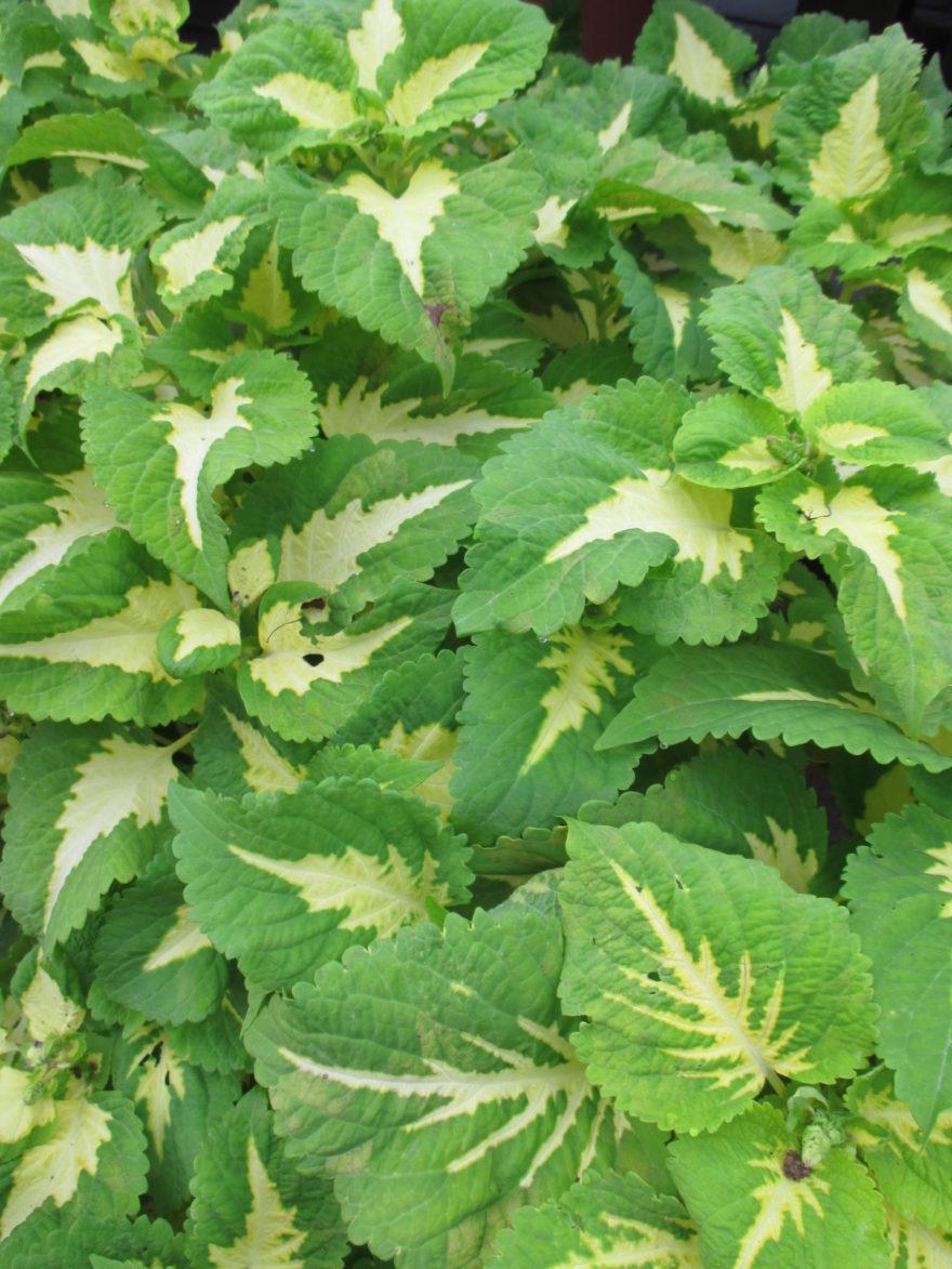 Coleus Kong Jr  Green Halo - View 8 from www redcrocus com