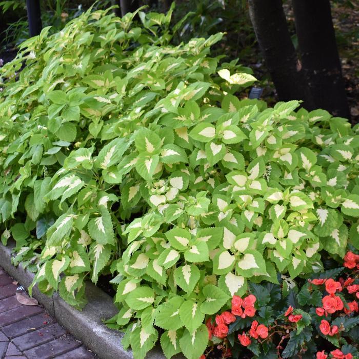 Coleus Kong Jr  Green Halo - View 9 from www redcrocus com