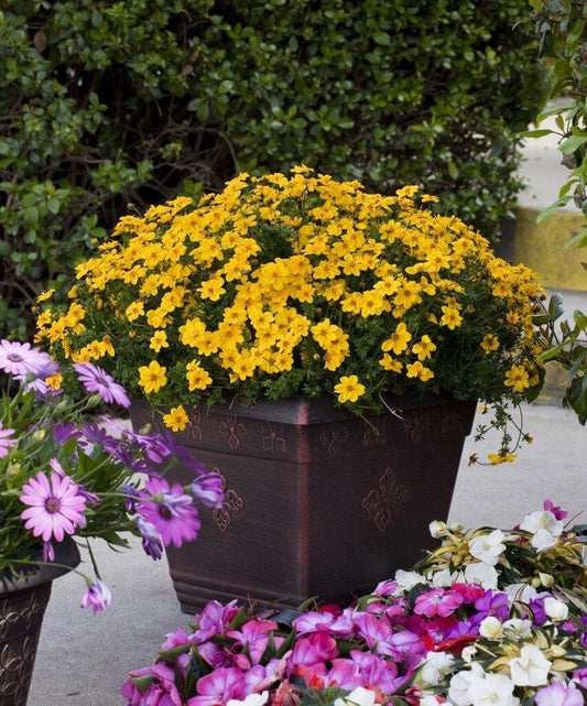 Bidens Yellow Sunshine - View 10 from www redcrocus com