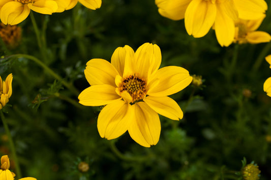 Bidens Yellow Sunshine - View 1 from www redcrocus com