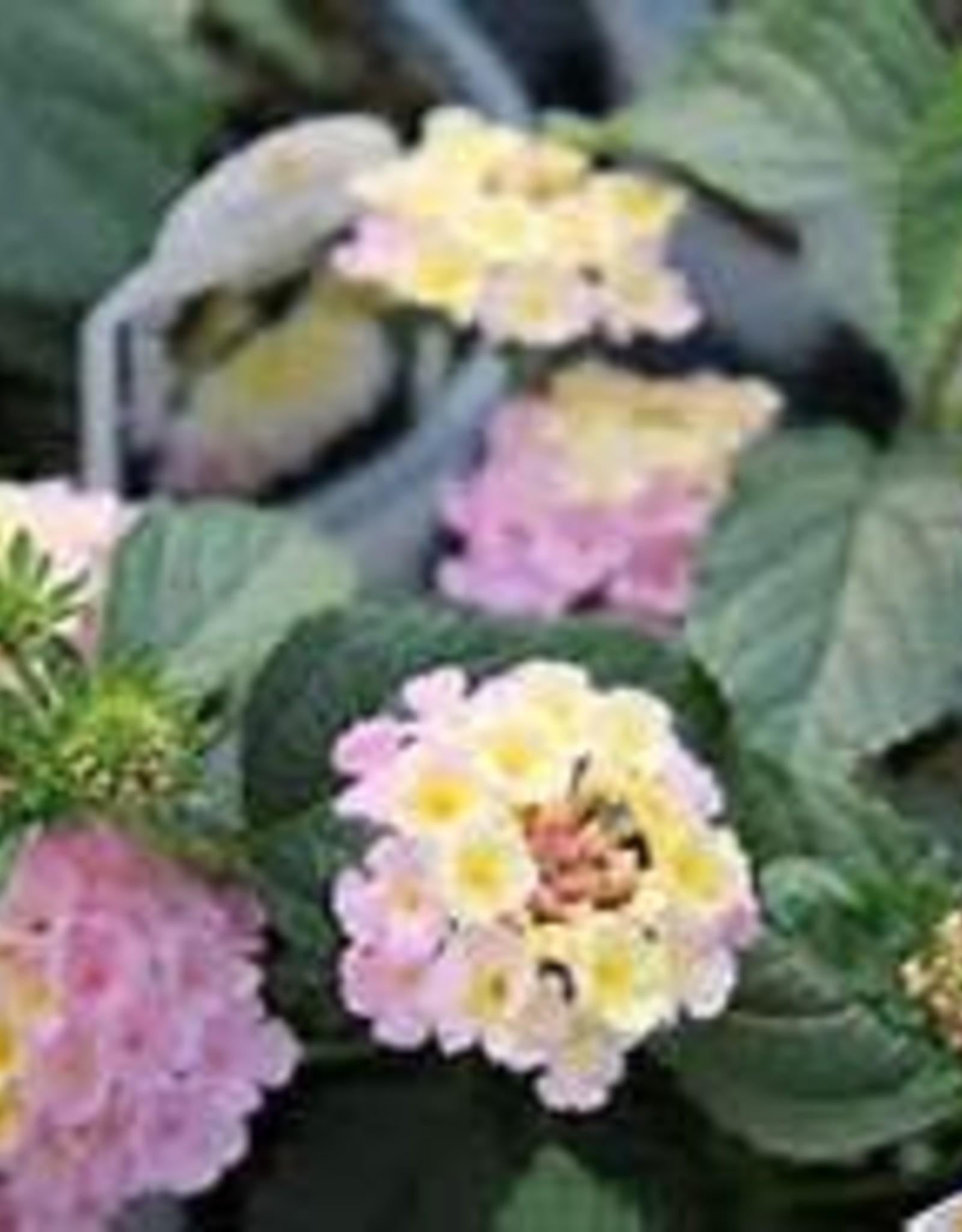 Lantana Lucky Lavender - View 10 from www redcrocus com