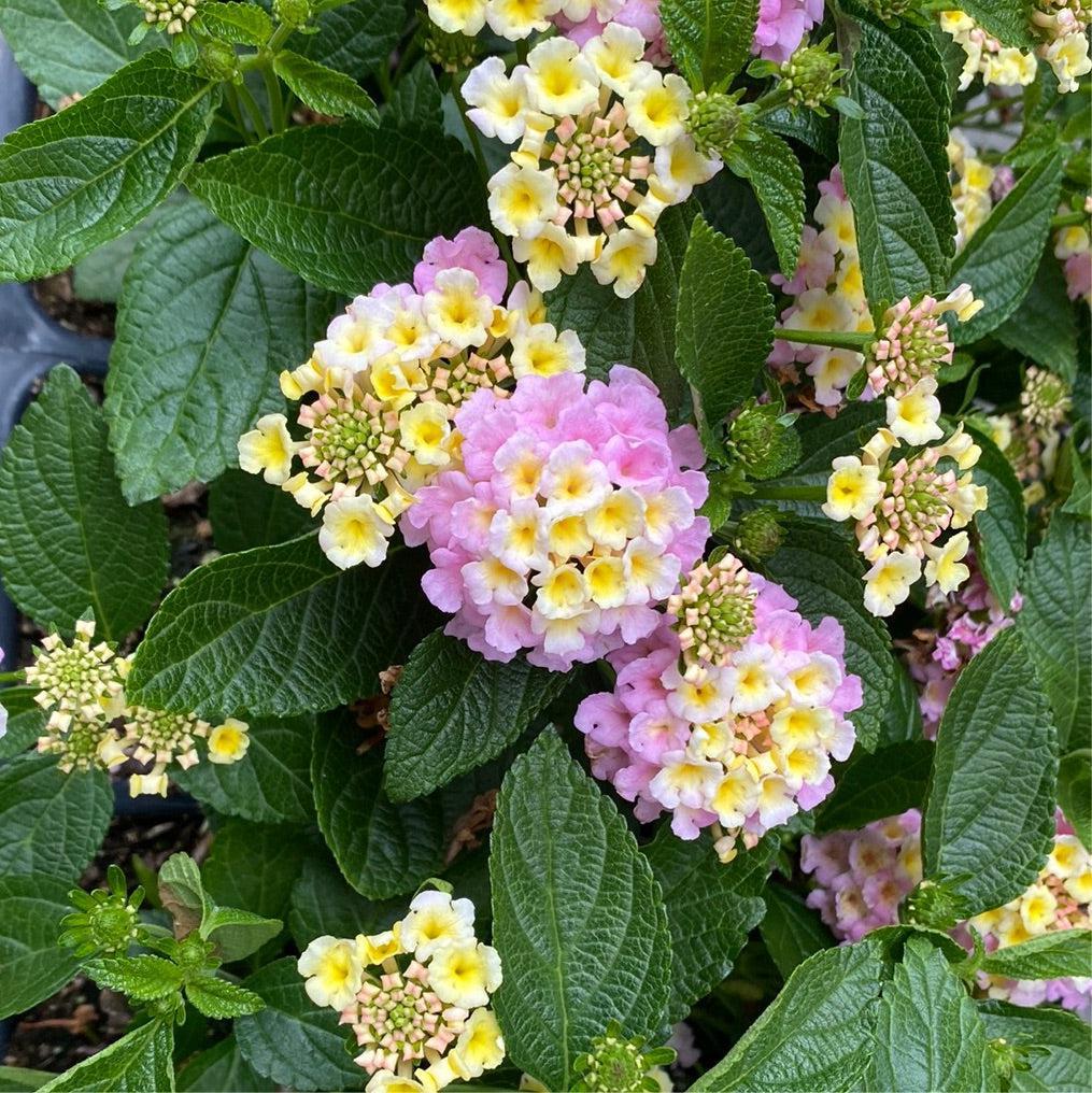 Lantana Lucky Lavender - View 11 from www redcrocus com
