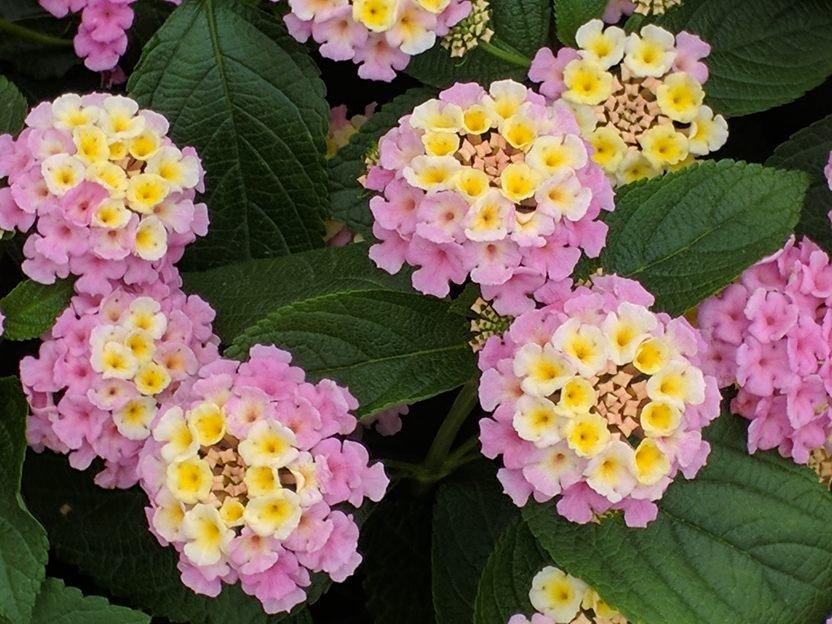Lantana Lucky Lavender - View 12 from www redcrocus com