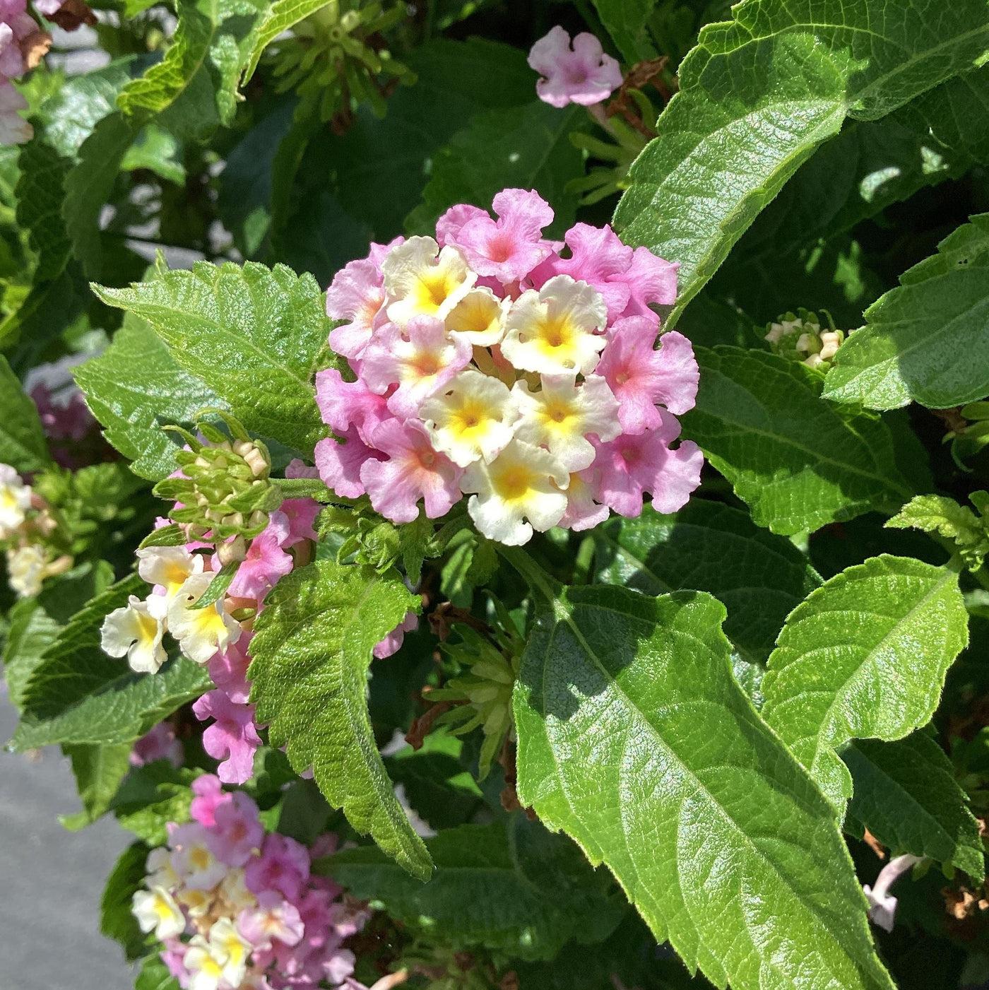 Lantana Lucky Lavender - View 13 from www redcrocus com
