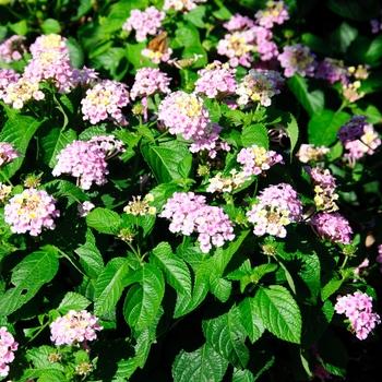 Lantana Lucky Lavender - View 14 from www redcrocus com
