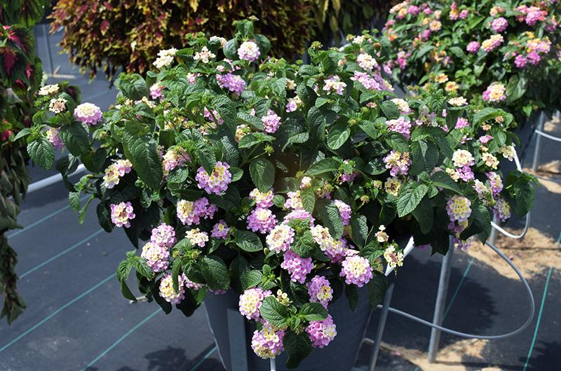 Lantana Lucky Lavender - View 15 from www redcrocus com