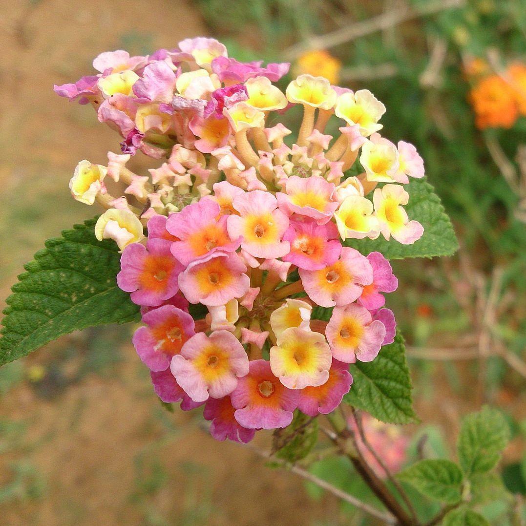 Lantana Lucky Lavender - View 16 from www redcrocus com