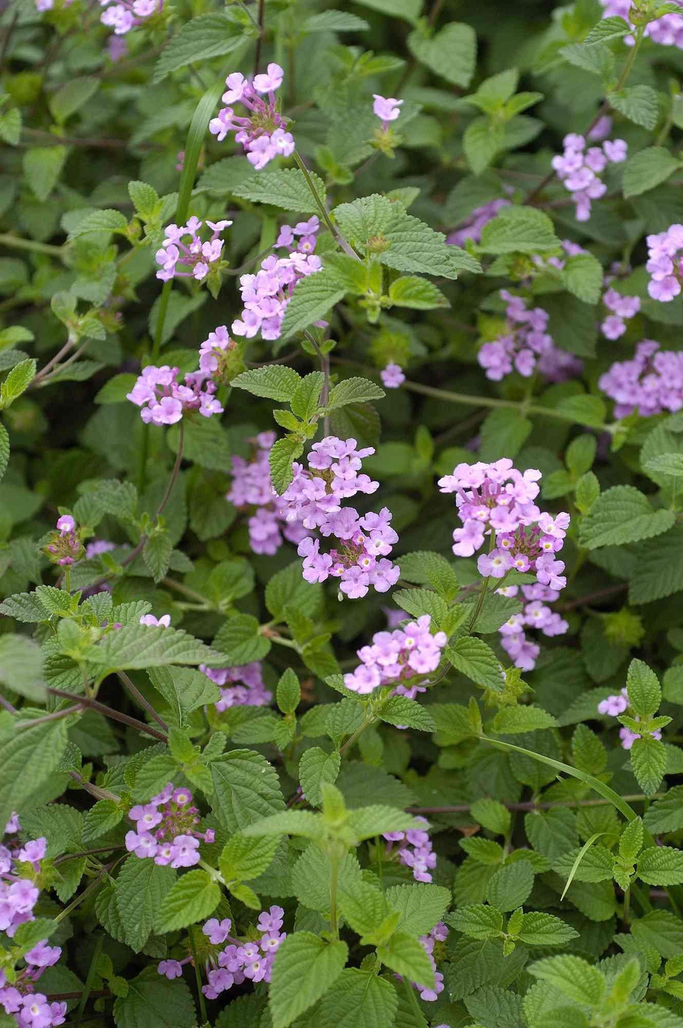 Lantana Lucky Lavender - View 17 from www redcrocus com