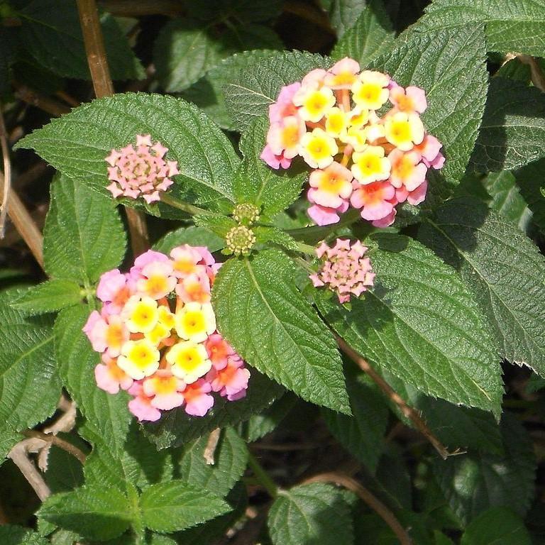 Lantana Lucky Lavender - View 18 from www redcrocus com