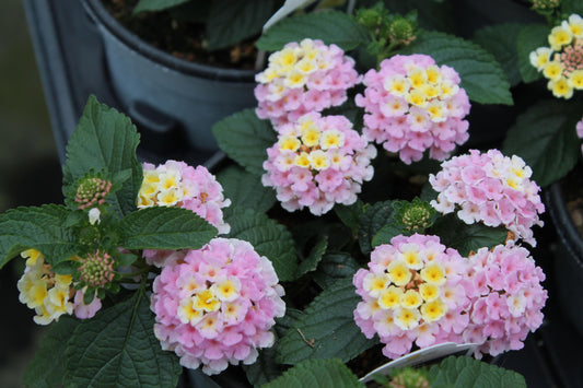 Lantana Lucky Lavender - View 1 from www redcrocus com