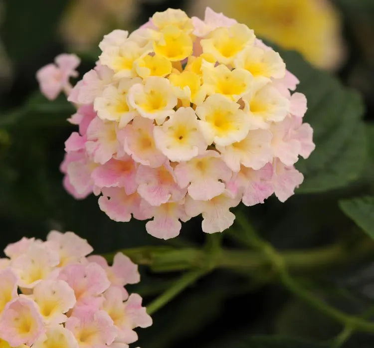 Lantana Lucky Lavender - View 2 from www redcrocus com