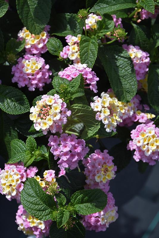 Lantana Lucky Lavender - View 3 from www redcrocus com