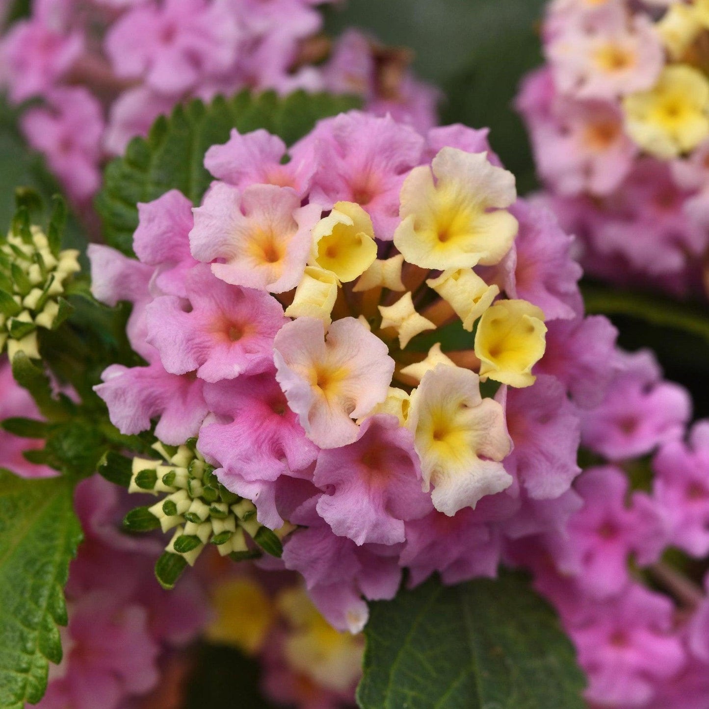 Lantana Lucky Lavender - View 4 from www redcrocus com