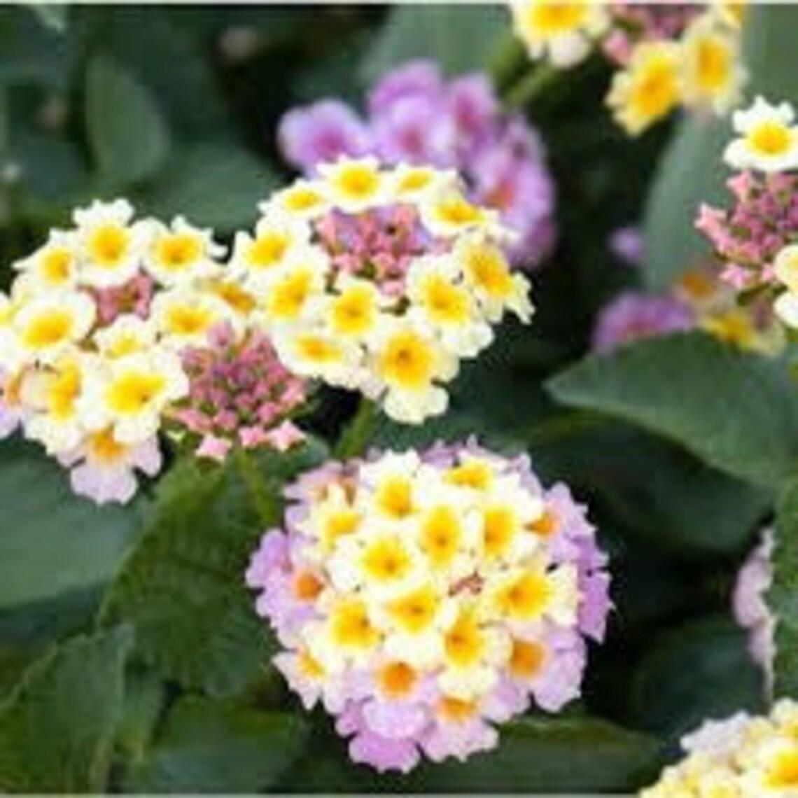 Lantana Lucky Lavender - View 6 from www redcrocus com
