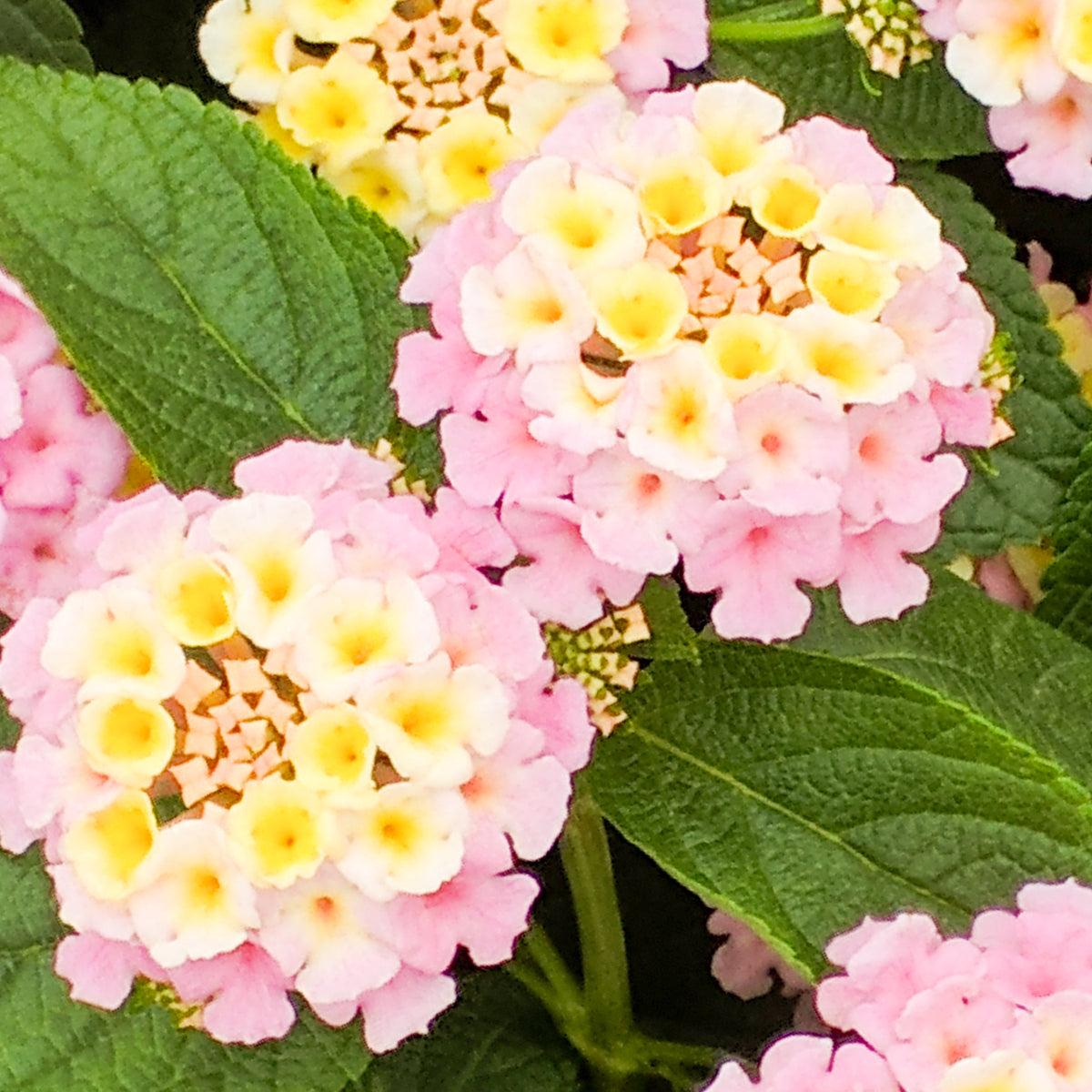 Lantana Lucky Lavender - View 7 from www redcrocus com