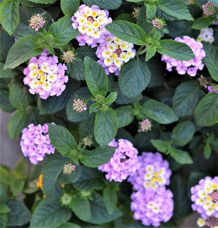 Lantana Lucky Lavender - View 8 from www redcrocus com