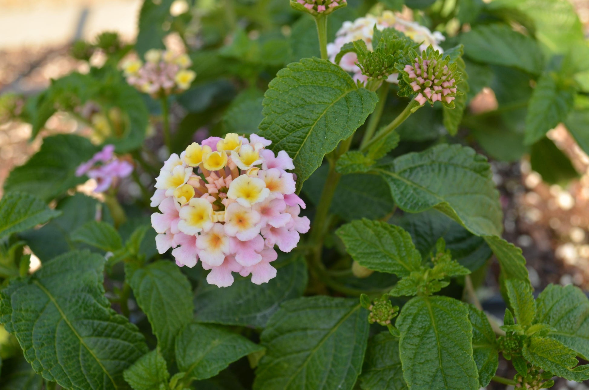 Lantana Lucky Lavender - View 9 from www redcrocus com