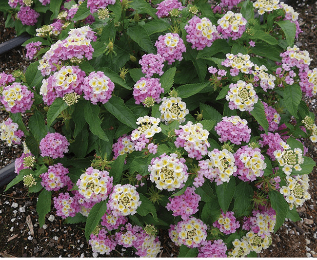 Lantana Lucky Lavender - View 9 from www redcrocus com