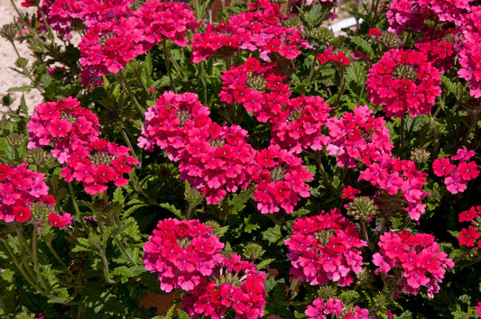 Verbena Endurascape Hot Pink - View 1 from www redcrocus com