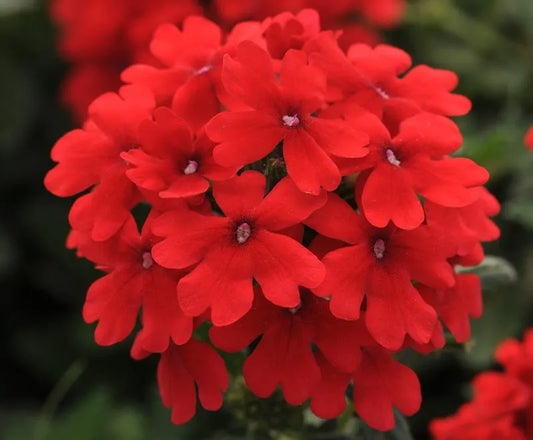 Verbena Endurascape Red - View 1 from www redcrocus com