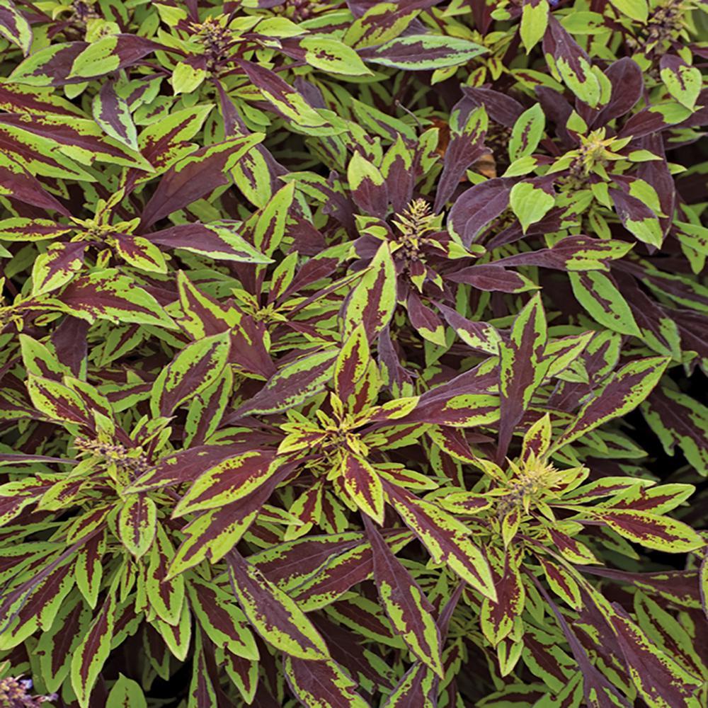 Coleus Flame Thrower Chipotle - View 10 from www redcrocus com
