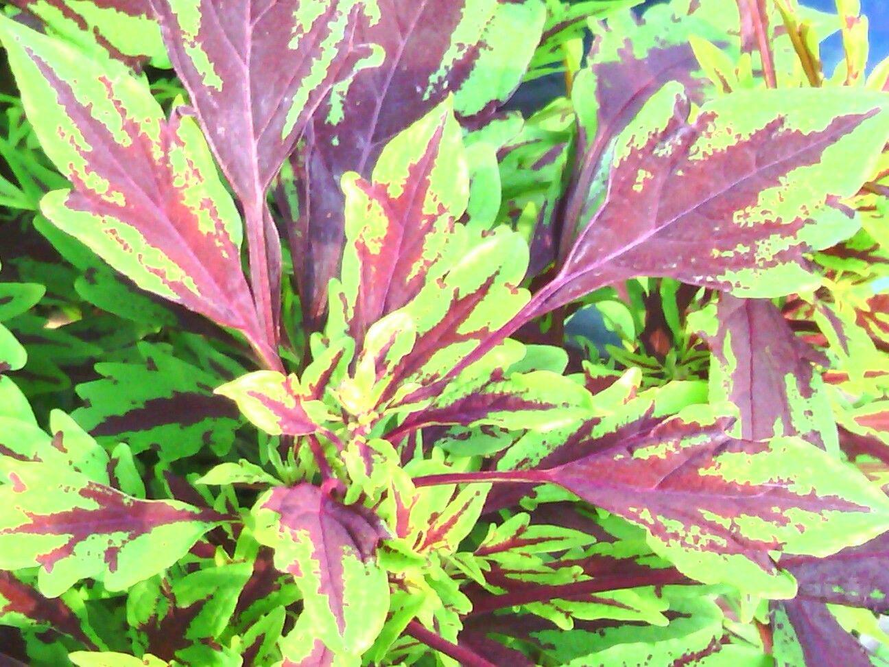 Coleus Flame Thrower Chipotle - View 11 from www redcrocus com