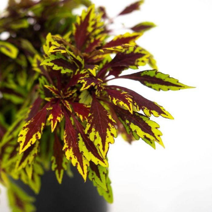 Coleus Flame Thrower Chipotle - View 12 from www redcrocus com