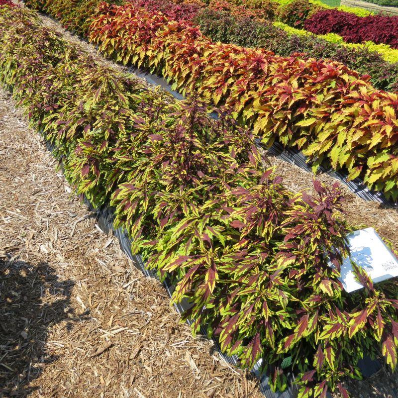 Coleus Flame Thrower Chipotle - View 13 from www redcrocus com