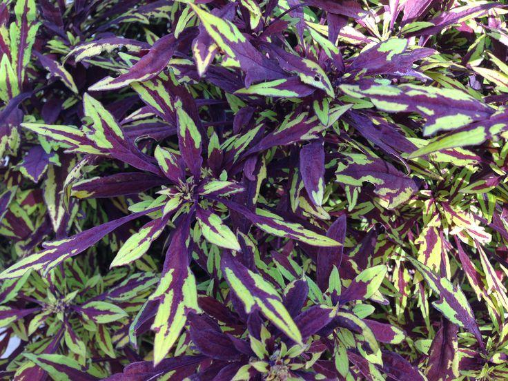 Coleus Flame Thrower Chipotle - View 14 from www redcrocus com
