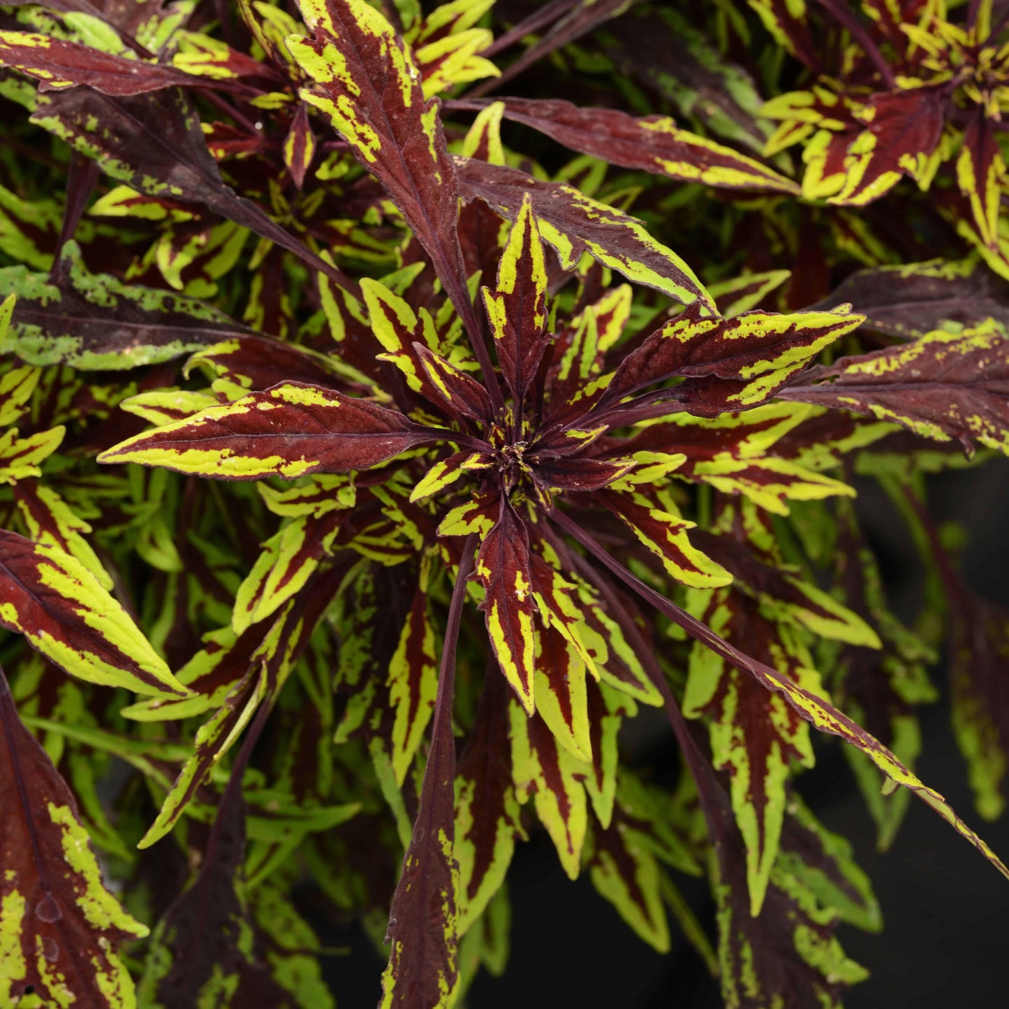 Coleus Flame Thrower Chipotle - View 15 from www redcrocus com