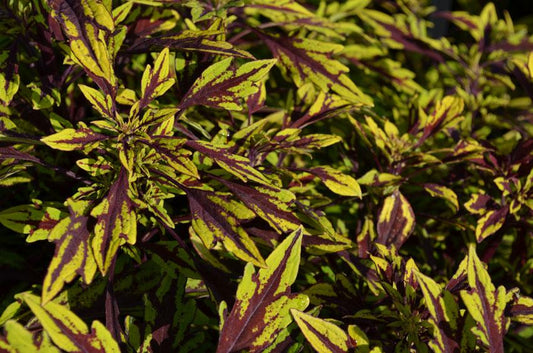 Coleus Flame Thrower Chipotle - View 1 from www redcrocus com
