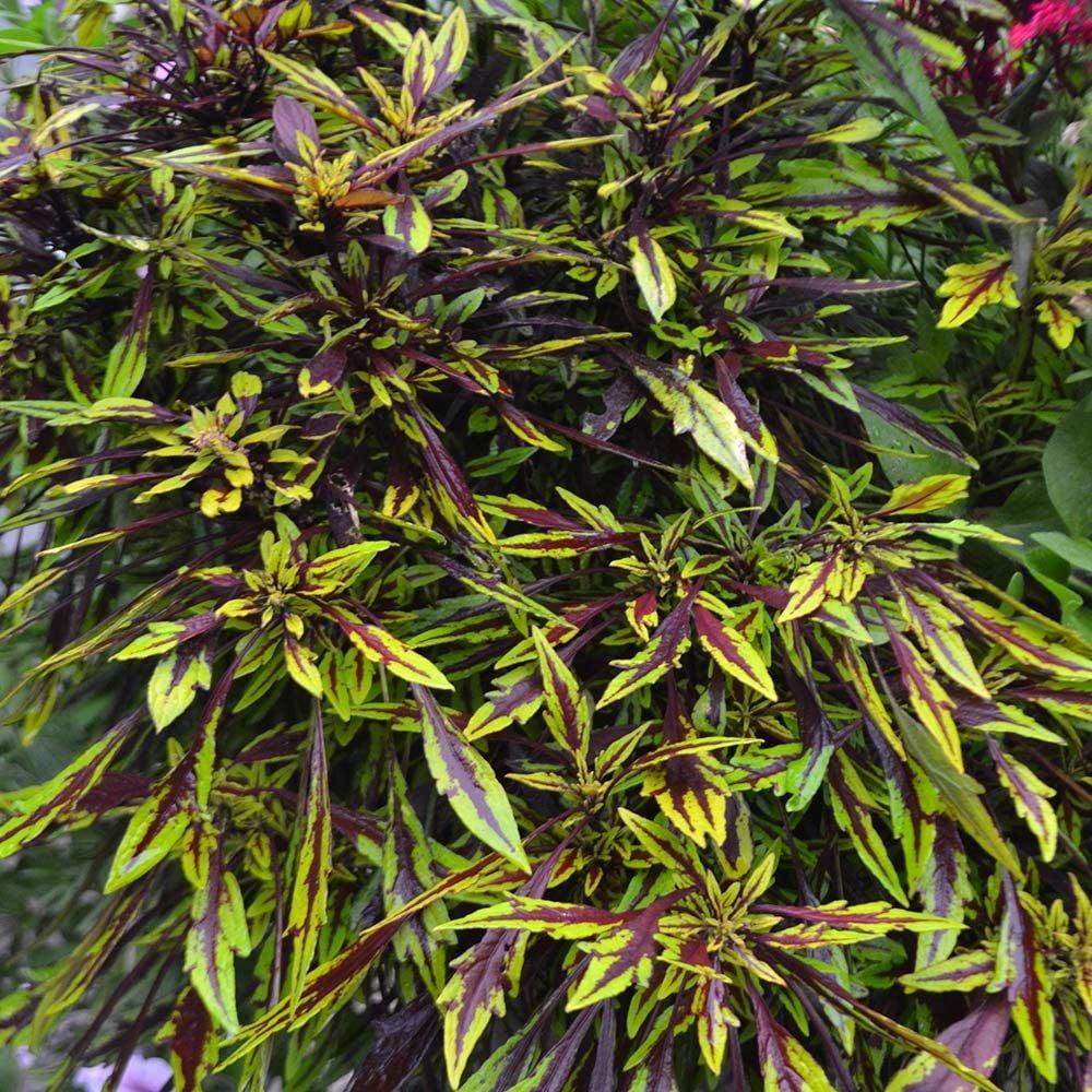 Coleus Flame Thrower Chipotle - View 2 from www redcrocus com