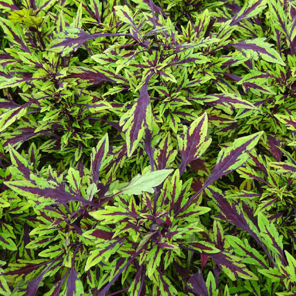 Coleus Flame Thrower Chipotle - View 3 from www redcrocus com