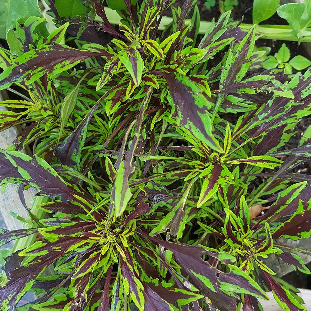 Coleus Flame Thrower Chipotle - View 4 from www redcrocus com