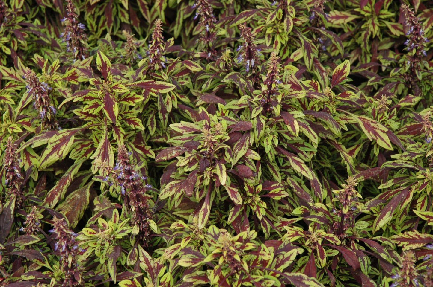 Coleus Flame Thrower Chipotle - View 5 from www redcrocus com