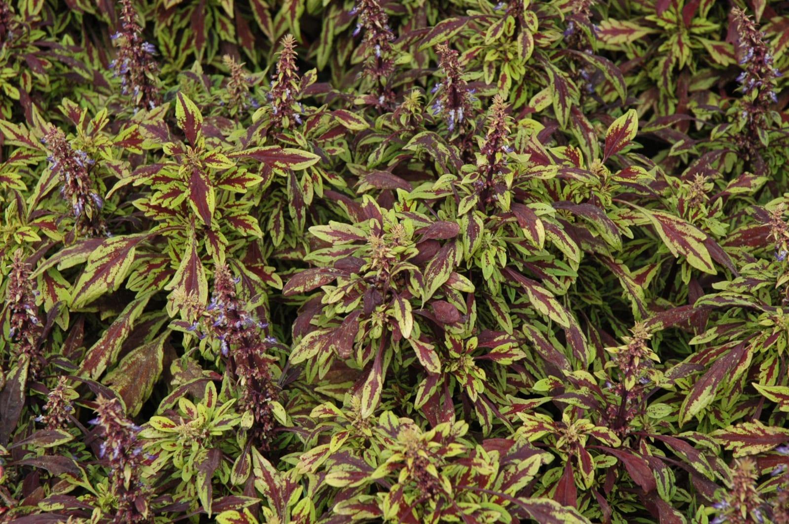 Coleus Flame Thrower Chipotle - View 5 from www redcrocus com