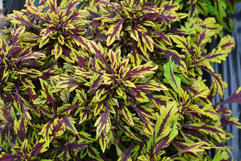 Coleus Flame Thrower Chipotle - View 7 from www redcrocus com