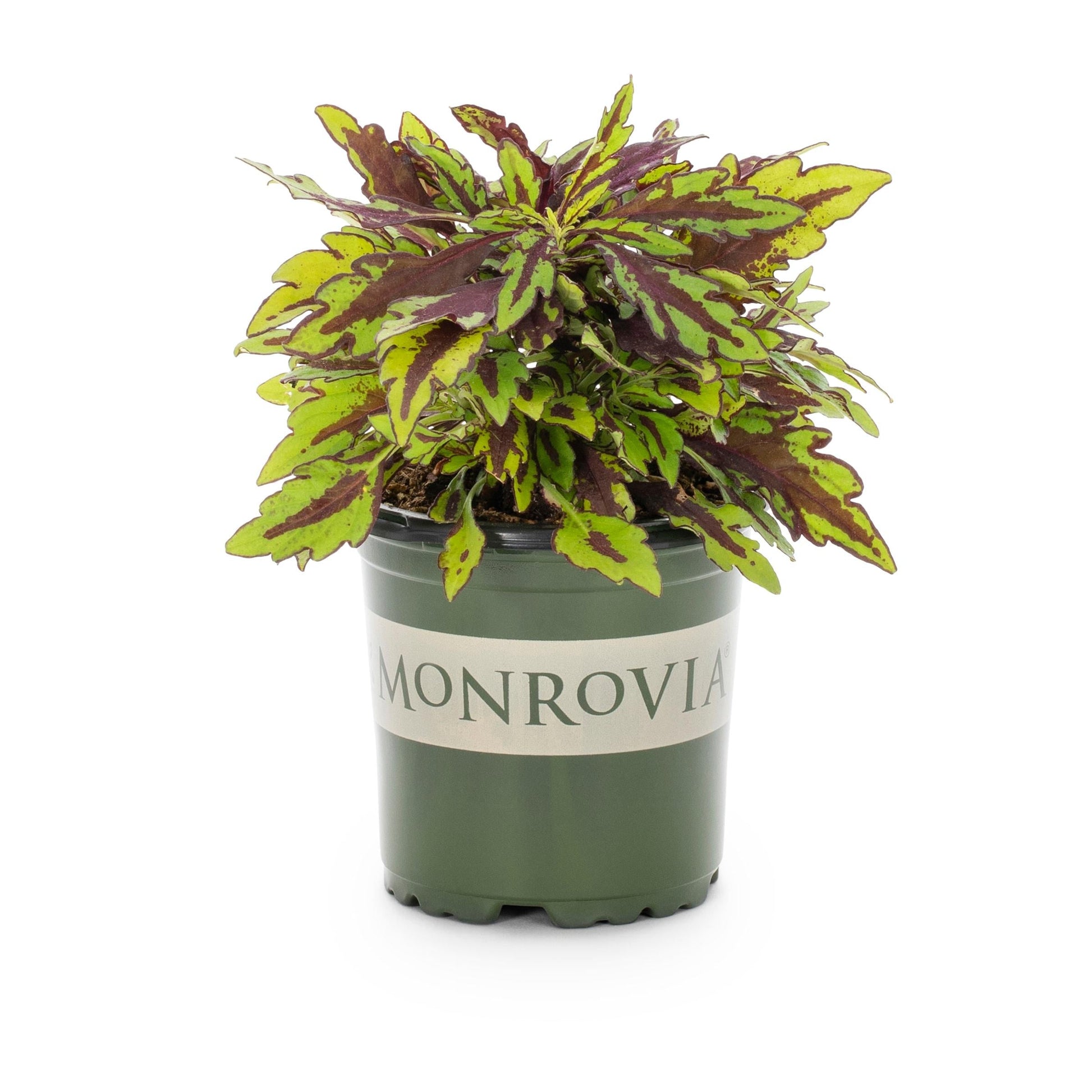 Coleus Flame Thrower Chipotle - View 8 from www redcrocus com