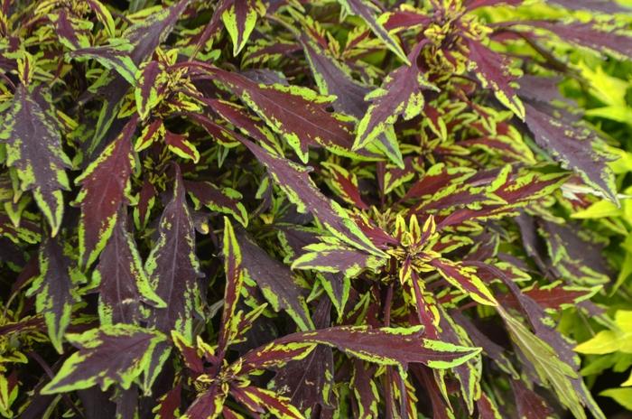 Coleus Flame Thrower Chipotle - View 9 from www redcrocus com