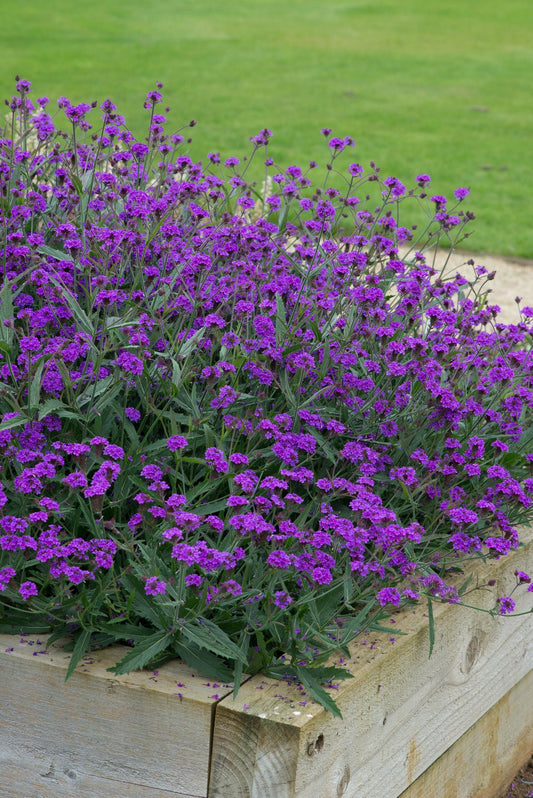 Verbena Santos Purple - View 1 from www redcrocus com