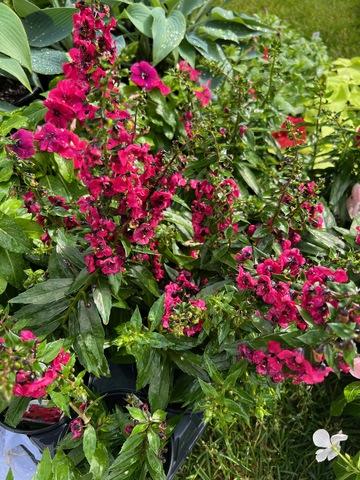 Angelonia Archangel Cherry Red - View 10 from www redcrocus com