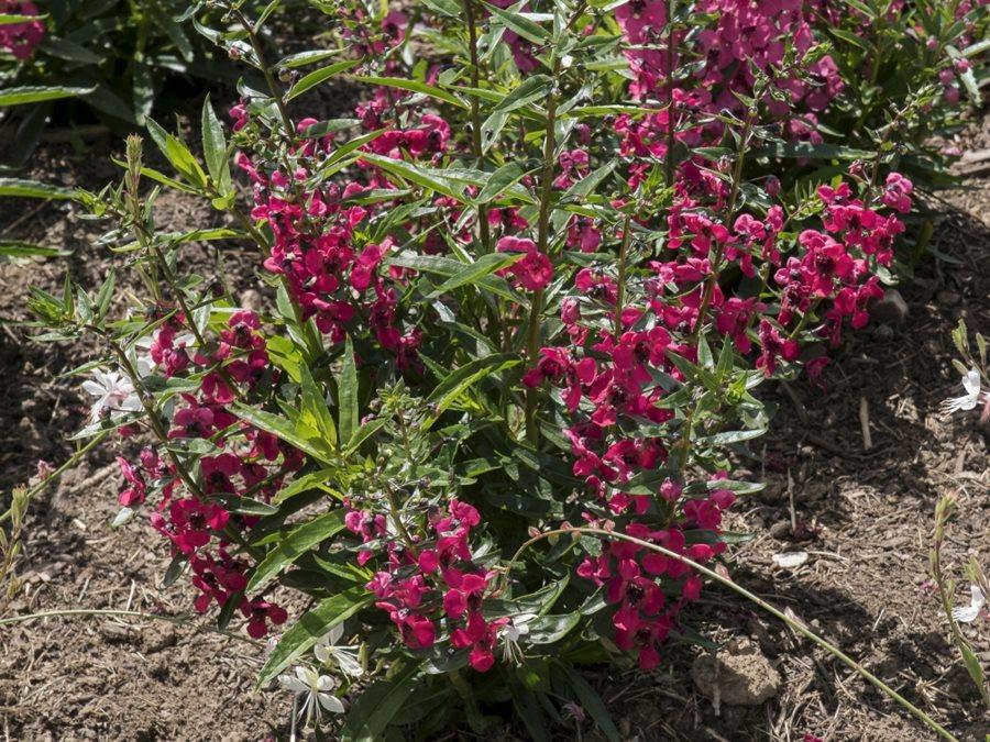 Angelonia Archangel Cherry Red - View 11 from www redcrocus com