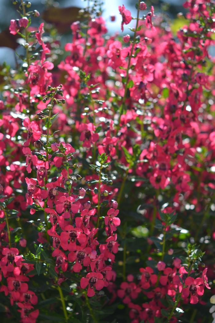 Angelonia Archangel Cherry Red - View 12 from www redcrocus com