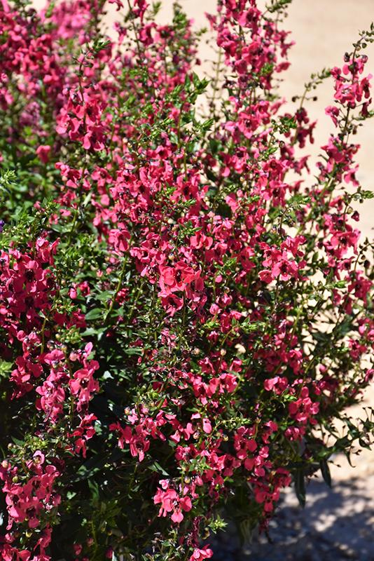 Angelonia Archangel Cherry Red - View 13 from www redcrocus com