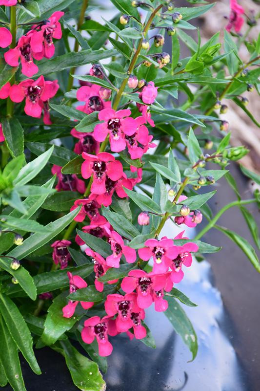 Angelonia Archangel Cherry Red - View 1 from www redcrocus com