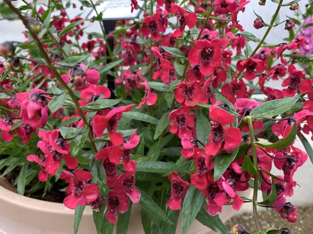Angelonia Archangel Cherry Red - View 2 from www redcrocus com